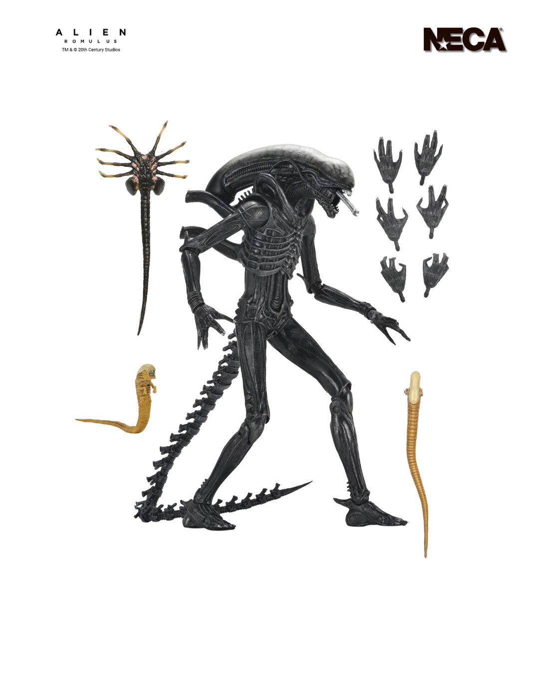 51742_Alien_Romulus_Ult_Xeno_XX121_2